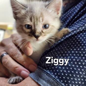 Rosetta (Ziggy) -  Domestic Short Hair Cat for Adoption in Lincoln, California - Rosetta (Ziggy) | PetCurious