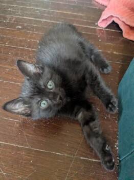 Cinder -  Domestic Short Hair Cat for Adoption in Grand Rapids, Michigan - Cinder | PetCurious