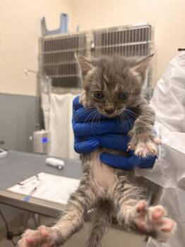 GRAPE JUICE -  Domestic Short Hair Cat for Adoption in Las Vegas, Nevada - GRAPE JUICE | PetCurious