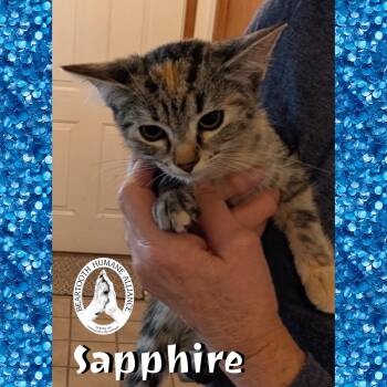 Rescue Domestic Short Hair Cats for Adoption in Red Lodge, Montana - Sapphire | PetCurious