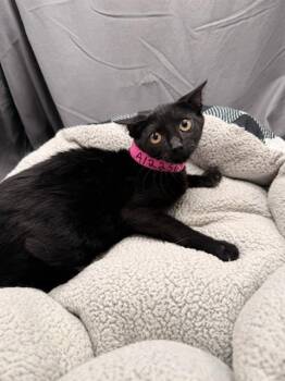 TRUFFLE -  Domestic Short Hair Cat for Adoption in Grovetown, Georgia - TRUFFLE | PetCurious