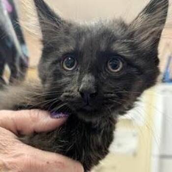 Cory -  Domestic Long Hair Cat for Adoption in Green Valley, Arizona - Cory | PetCurious
