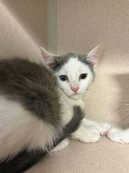 Bulldozer -  Domestic Short Hair Cat for Adoption in Bowling Green, Kentucky - Bulldozer | PetCurious