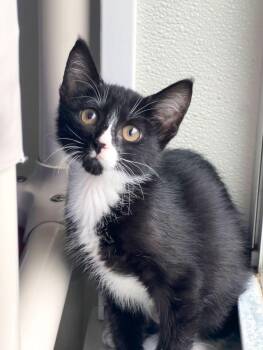 Norma Jean -  Domestic Short Hair Cat for Adoption - Norma Jean | PetCurious