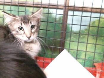 JAX -  Domestic Short Hair Cat for Adoption in Houston, Texas - JAX | PetCurious