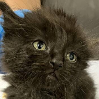 Dust Bunny -  Domestic Medium Hair Cat for Adoption in Boulder, Colorado - Dust Bunny | PetCurious