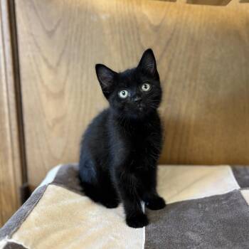 Mystical--In Foster -  Domestic Short Hair Cat for Adoption in Fargo, North Dakota - Mystical--In Foster | PetCurious