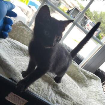 Lorenzo -  Domestic Short Hair Cat Available for Adoption in Jefferson City, Tennessee - Lorenzo | PetCurious