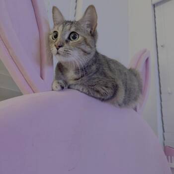 Scylla -  Domestic Short Hair Cat for Adoption in Redmond, Washington - Scylla | PetCurious