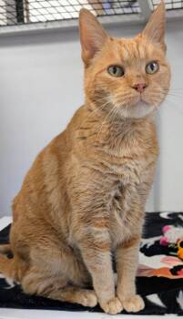 Bella Girl -  Domestic Short Hair Cat for Adoption in Youngtown, Arizona - Bella Girl | PetCurious
