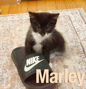 Mango & Marley -  American Shorthair Cat for Adoption in Wolcott, Connecticut - Mango & Marley | PetCurious