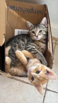 Mango & Poppy - 4 MONTHS - A LITTLE BIT OF CHILL, A WHOLE LOT OF -  Domestic Short Hair Cat for Adoption - Mango & Poppy - 4 MONTHS - A LITTLE BIT OF CHILL, A WHOLE LOT OF | PetCurious