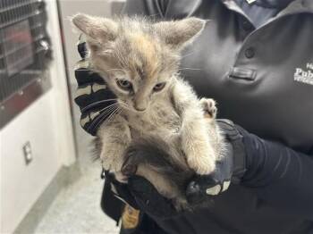 A662529 -  Domestic Short Hair Cat for Adoption in Houston, Texas - A662529 | PetCurious