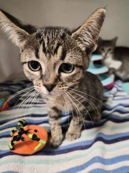 Nibbles -  Domestic Short Hair Cat for Adoption in Savannah, Georgia - Nibbles | PetCurious