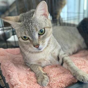 Mary -  Domestic Short Hair Cat Available for Adoption in Boston, Massachusetts - Mary | PetCurious