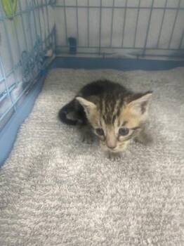Tess -  Domestic Short Hair Cat for Adoption in Gainesville, Florida - Tess | PetCurious