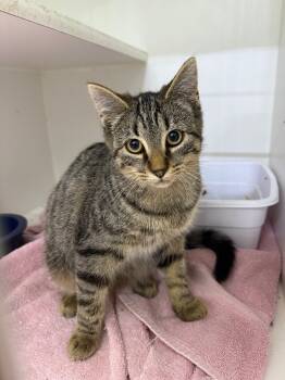 Rescue Domestic Short Hair Cats for Adoption in Lagrange, Indiana - Honey | PetCurious