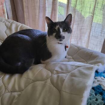 Asher -  Domestic Short Hair Cat Available for Adoption in Dallas, Texas - Asher | PetCurious