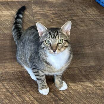 Rescue Tabby and Domestic Short Hair Cats for Adoption in Brierfield, Alabama - Rocco | PetCurious