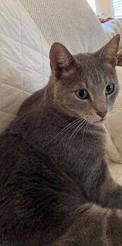 Sonny -  Domestic Short Hair Cat for Adoption in Mountain Home, Arkansas - Sonny | PetCurious