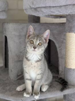 Uno -  Domestic Short Hair Cat for Adoption in Murfreesboro, Tennessee - Uno | PetCurious