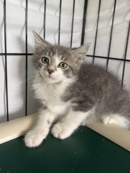 Gib -  Domestic Short Hair Cat for Adoption in Hartford City, Indiana - Gib | PetCurious