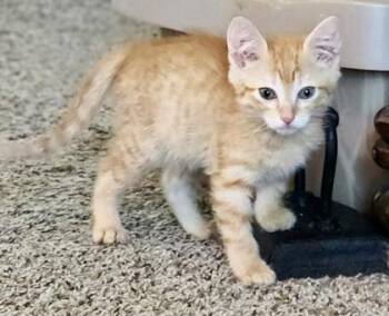 Saffron (pre adopt) -  Domestic Short Hair Cat for Adoption in Fort Worth, Texas - Saffron (pre Adopt) | PetCurious