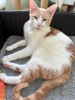 Tabby Cats Available for Adoption - Big Mac | PetCurious