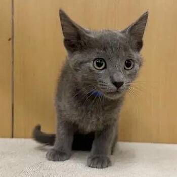 Granola -  Domestic Medium Hair Cat for Adoption in Brentwood, Missouri - Granola | PetCurious