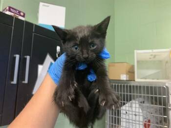 CHEESE PUFF -  Domestic Short Hair Cat for Adoption in Grand Prairie, Texas - CHEESE PUFF | PetCurious