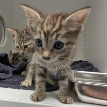 Dixie -  Domestic Short Hair Cat for Adoption in Philadelphia, Pennsylvania - Dixie | PetCurious
