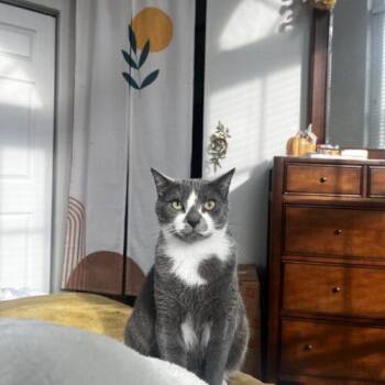 Miso -  Domestic Short Hair Cat for Adoption in Tampa, Florida - Miso | PetCurious