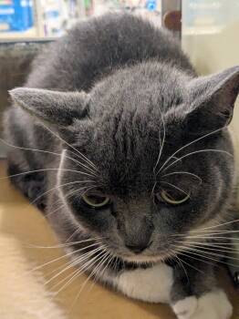 American Shorthair Cats Available for Adoption - Tiny | PetCurious