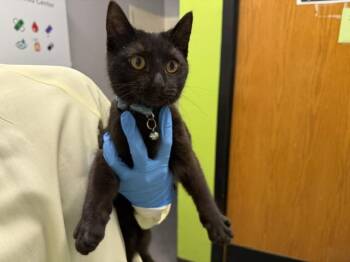 Domestic Short Hair Cats Available for Adoption in Kent, Washington - BUFFY | PetCurious