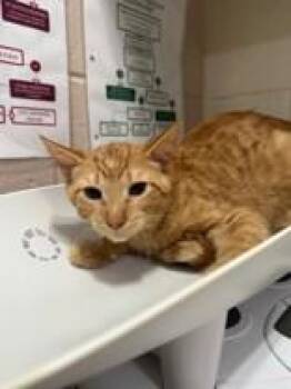 Ringo -  Domestic Short Hair Cat for Adoption in Manitowoc, Wisconsin - Ringo | PetCurious
