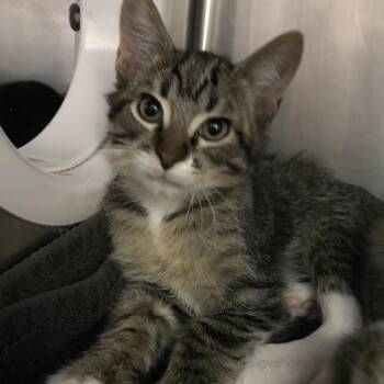 Domestic Short Hair Cats Available for Adoption in Murray, Utah - Maverick | PetCurious