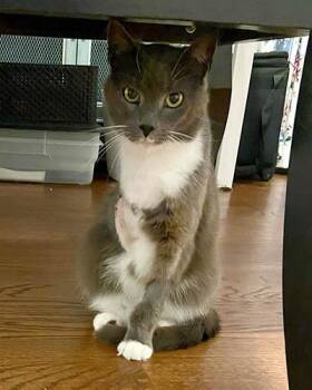Tux -  Domestic Short Hair Cat for Adoption in Lake Wylie, South Carolina - Tux | PetCurious