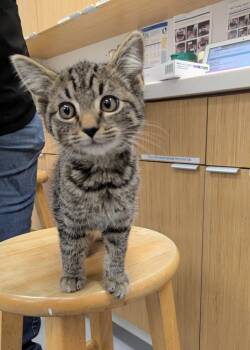 Rescue Domestic Short Hair Cats for Adoption in Hartsville, South Carolina - Matrix | PetCurious