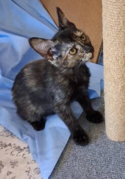 Cece Moon -  Domestic Short Hair and Tortoiseshell Cat for Adoption in Chandler, Arizona - Cece Moon | PetCurious