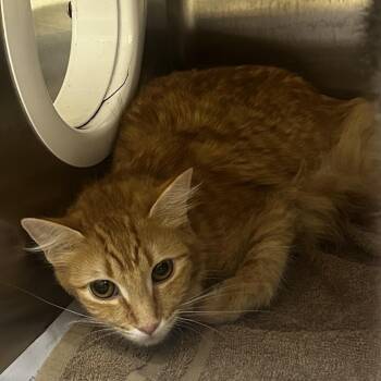 Proactive -  Domestic Medium Hair Cat for Adoption in Winston-salem, North Carolina - Proactive | PetCurious