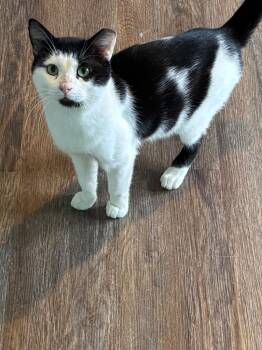 Rescue Domestic Short Hair Cats for Adoption in Hardeeville, South Carolina - Goat | PetCurious