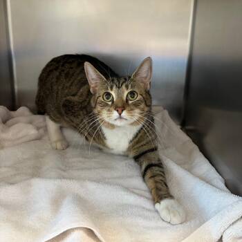 Domestic Short Hair Cats Available for Adoption in Council Bluffs, Iowa - Dimples | PetCurious