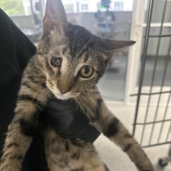Wesley -  Domestic Short Hair Cat for Adoption in Lakeland, Florida - Wesley | PetCurious