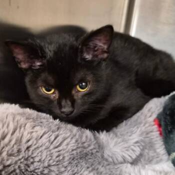 Vespa -  Domestic Short Hair Cat for Adoption in Bentonville, Arkansas - Vespa | PetCurious