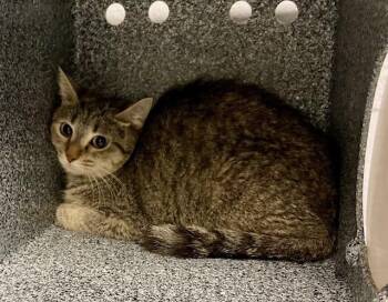 Cheryl -  Domestic Short Hair Cat for Adoption in Cincinnati, Ohio - Cheryl | PetCurious