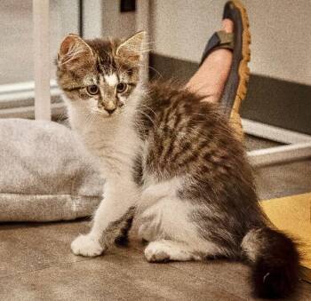 Strong Boy -  Domestic Medium Hair Cat for Adoption in North Babylon, New York - Strong Boy | PetCurious