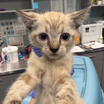 Fiji -  Domestic Short Hair Cat for Adoption in Greensboro, North Carolina - Fiji | PetCurious