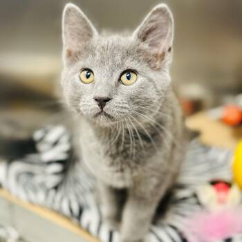 Salami -  Domestic Short Hair Cat for Adoption in Stafford Township, New Jersey - Salami | PetCurious