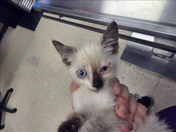 LEIA -  Siamese Cat for Adoption in Conroe, Texas - LEIA | PetCurious