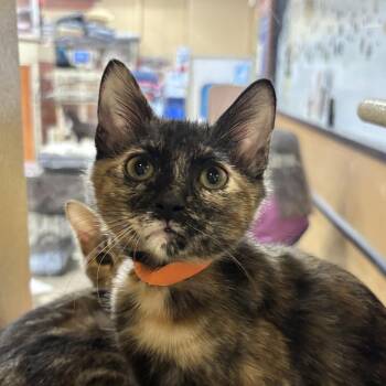 Domestic Short Hair Cats Available for Adoption in Sonora, California - Honey | PetCurious